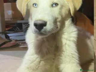 Meticcio cani Cucciolo stupendo occhi azzurri MANTOVA URGENTE - Annuncio 3