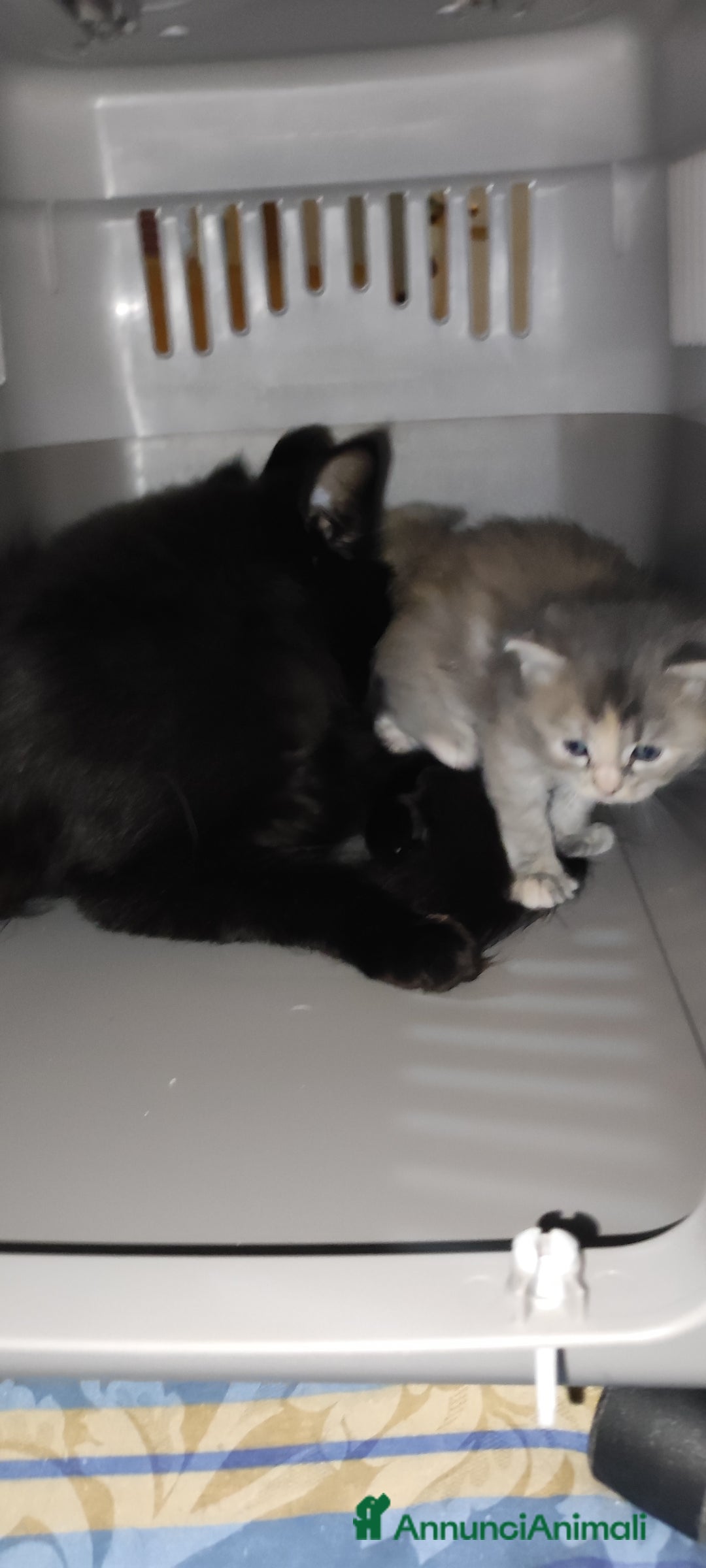 Norvegese gatti in vendita: Cuccioli di Norvegese delle foreste a Città metropolitana di Roma Capitale - Immagine 9