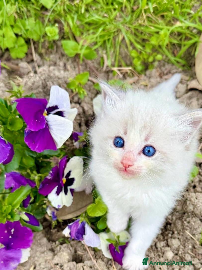 Ragdoll gatti cuccioli di ragdoll - Annuncio 13