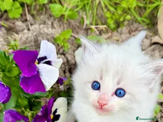 Ragdoll gatti cuccioli di ragdoll - Annuncio 13