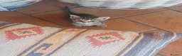 Europeo gatti in regalo: Cuccioli di gatto europeo tigrati - Annuncio 6