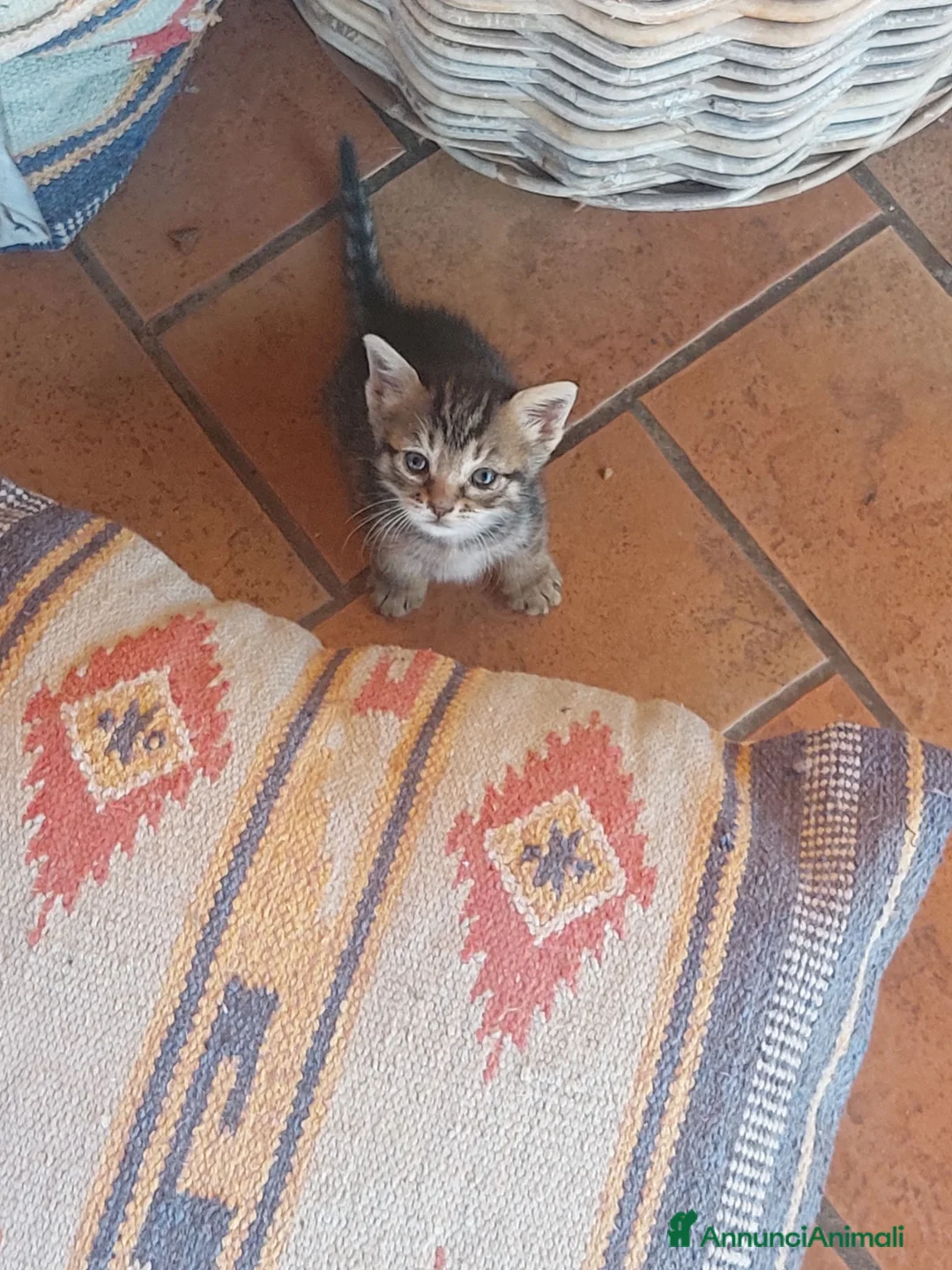 Europeo gatti in regalo: Cuccioli di gatto europeo tigrati - Annuncio 6