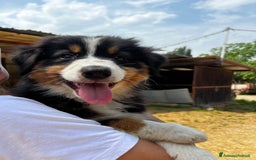 Australian Shepherd cani in vendita: Cucciolo pastore australiano black tricolor  a Città Metropolitana di Torino - Immagine 1