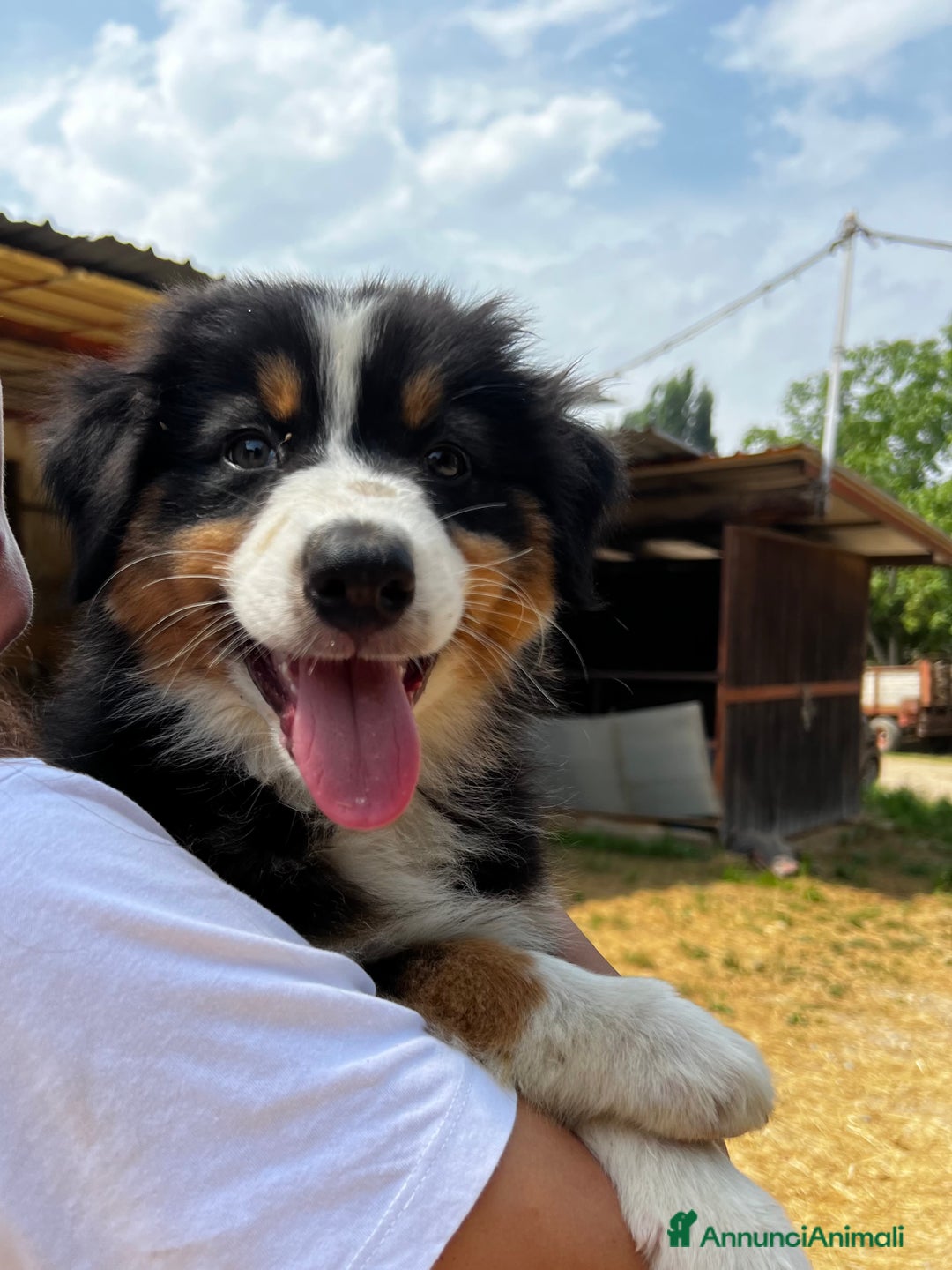 Australian Shepherd cani in vendita: Cucciolo pastore australiano black tricolor  a Città Metropolitana di Torino - Immagine 1