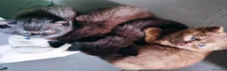 British gatti in vendita: Cuccioli da genitori British short hair  a Provincia di Varese - Annuncio 2