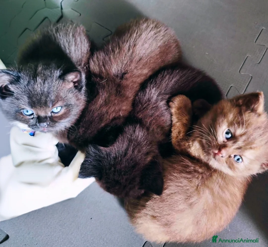 British gatti in vendita: Cuccioli da genitori British short hair  a Provincia di Varese - Annuncio 2