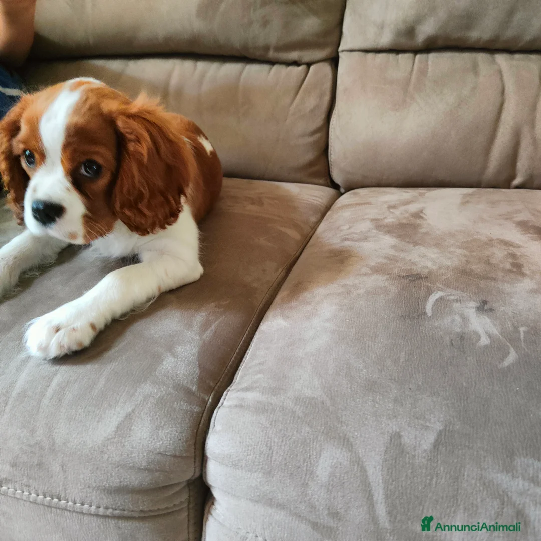 Cavalier King cani in vendita: Vendo bellissimo cucciolo di cavalier king maschio - Annuncio 5