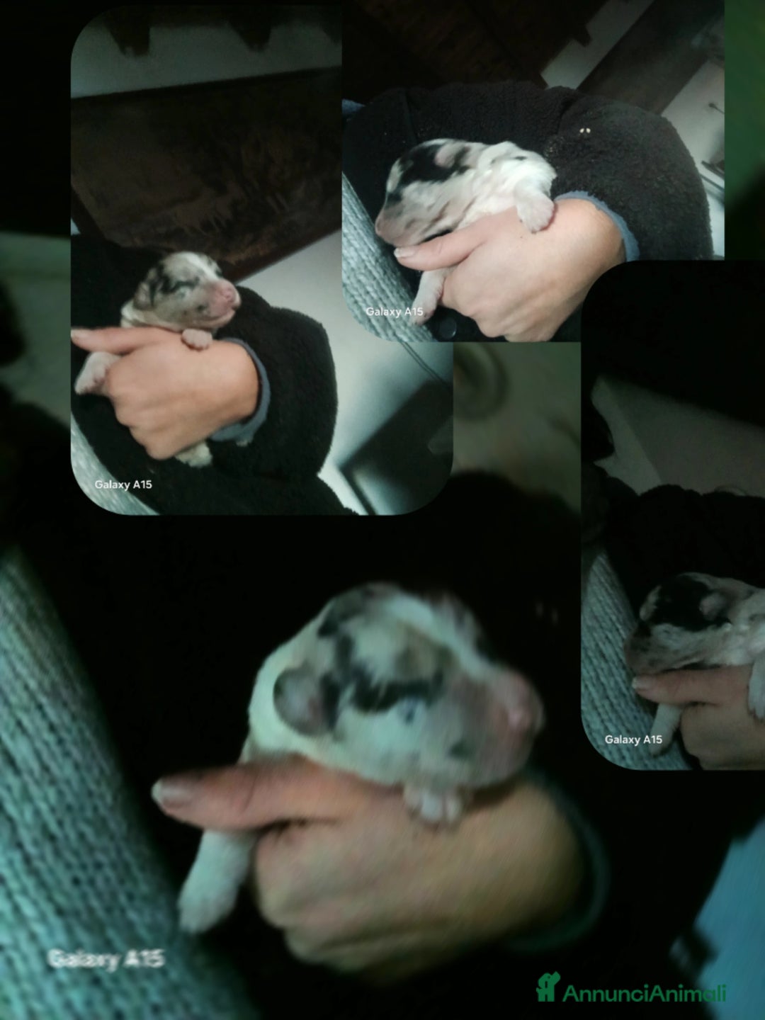 Immagine della galleria {{count}}