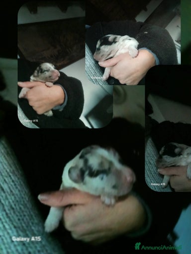 Immagine della galleria {{count}}