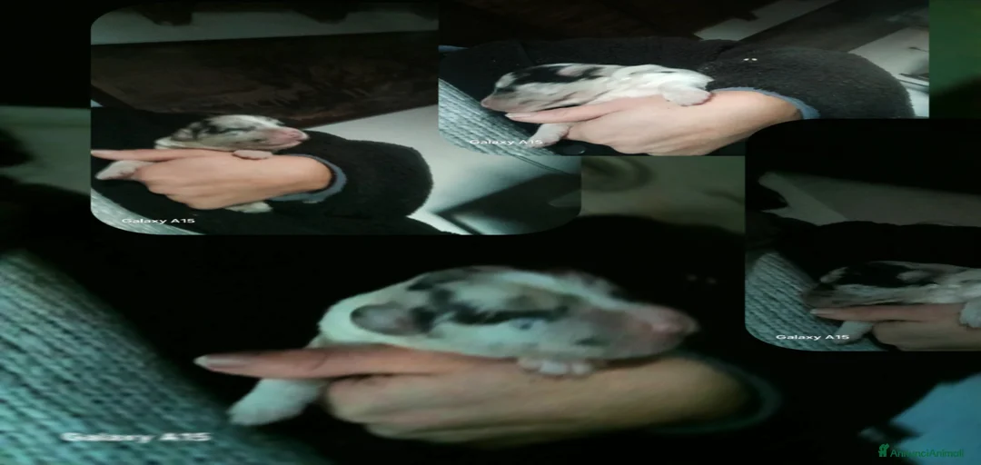 Immagine della galleria {{count}}