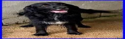 Meticcio cani in regalo: ROC nonnino disperato per l'abbandono a Città metropolitana di Milano - Annuncio 4