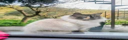 Altre razze gatti in regalo: Bellissima miciona 3 anni  - Annuncio 3