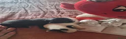 Chihuahua cani in vendita: Cuccioli di chihuahua toy  - Annuncio 11