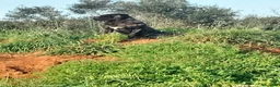 Cane Corso cani in vendita: Cuccioli di Cane Corso disponibili - Annuncio 13