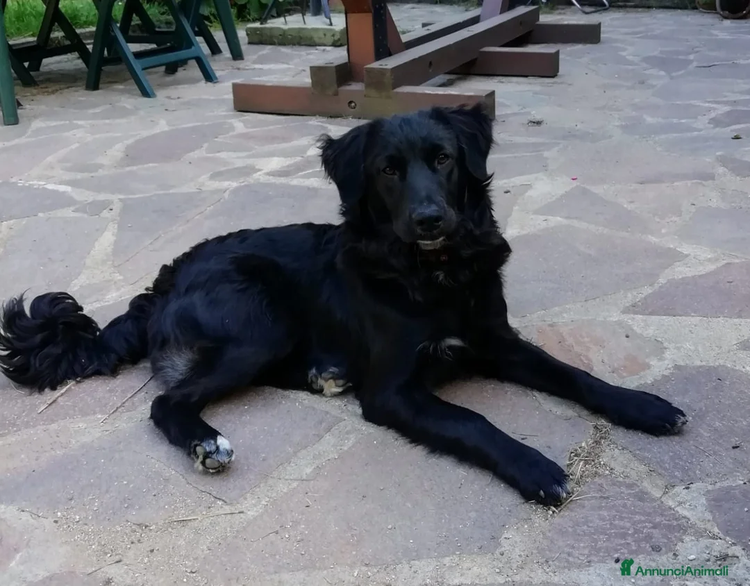 Meticcio cani in regalo: Tato allegro e gioioso cerca famiglia - Annuncio 1