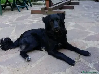 Meticcio cani Tato allegro e gioioso cerca famiglia - Annuncio 11