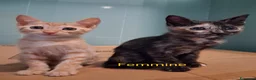 Meticcio gatti in regalo: Arancina e Squat  - Annuncio 1
