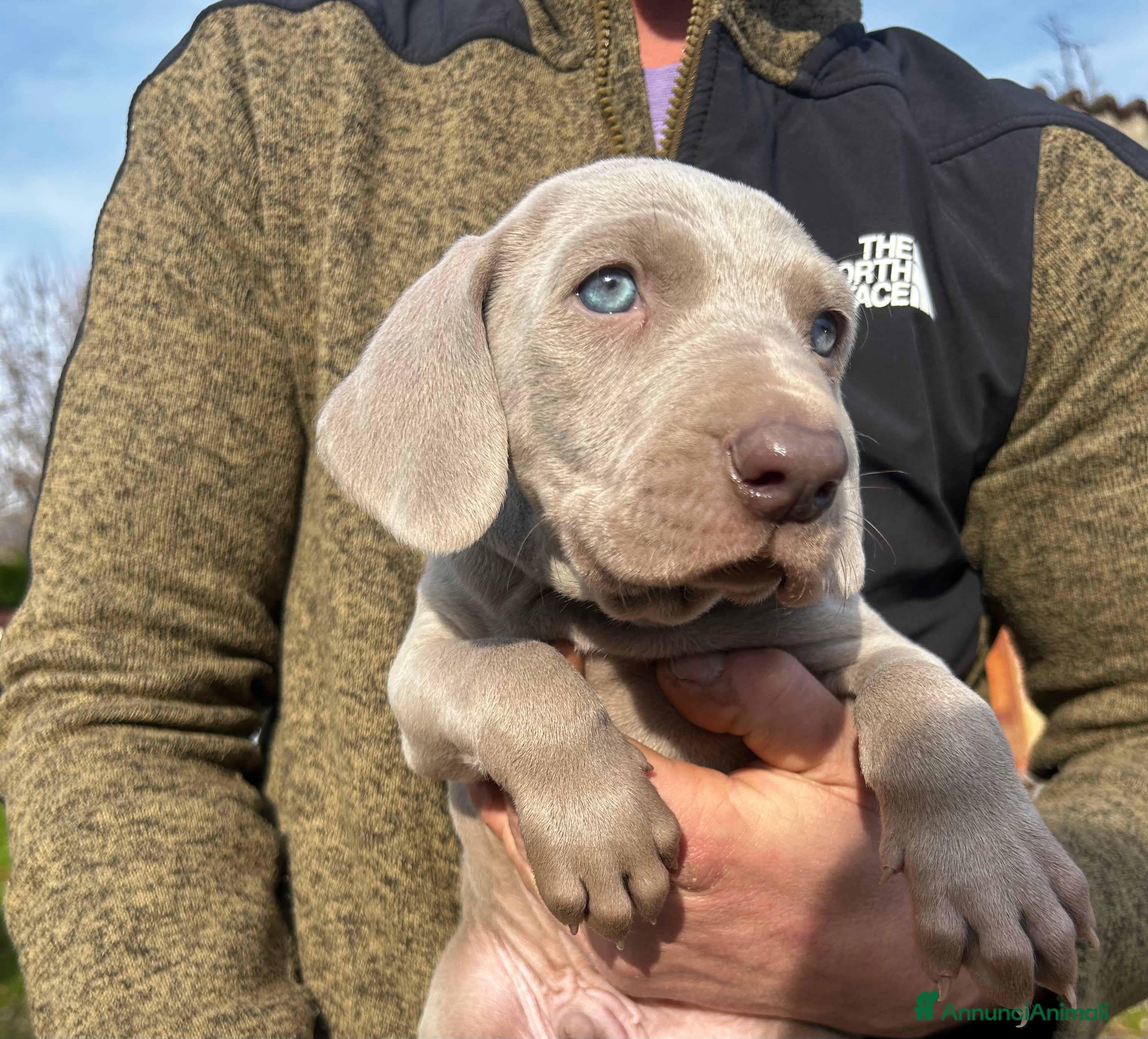 Weimaraner cani Cuccioli di Weimaraner - Annuncio 2