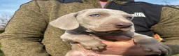 Weimaraner cani in vendita: Cuccioli di Weimaraner - Annuncio 2
