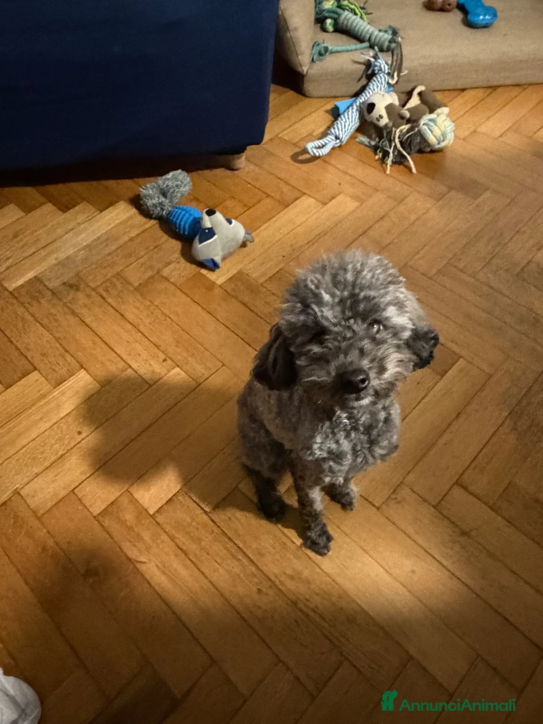 Meticcio cani in vendita: Vendo barboncini  a Città Metropolitana di Napoli - Annuncio 14