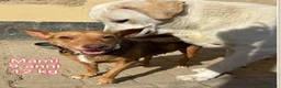 Meticcio cani in regalo: Cani di taglia piccola e contenuta  a Provincia di Pistoia - Annuncio 9