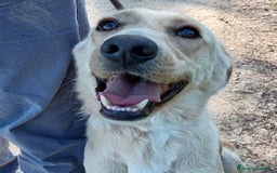 Labrador cani in regalo: Biden, dolcissimo cucciolone simil labrador a Provincia di Latina - Immagine 3