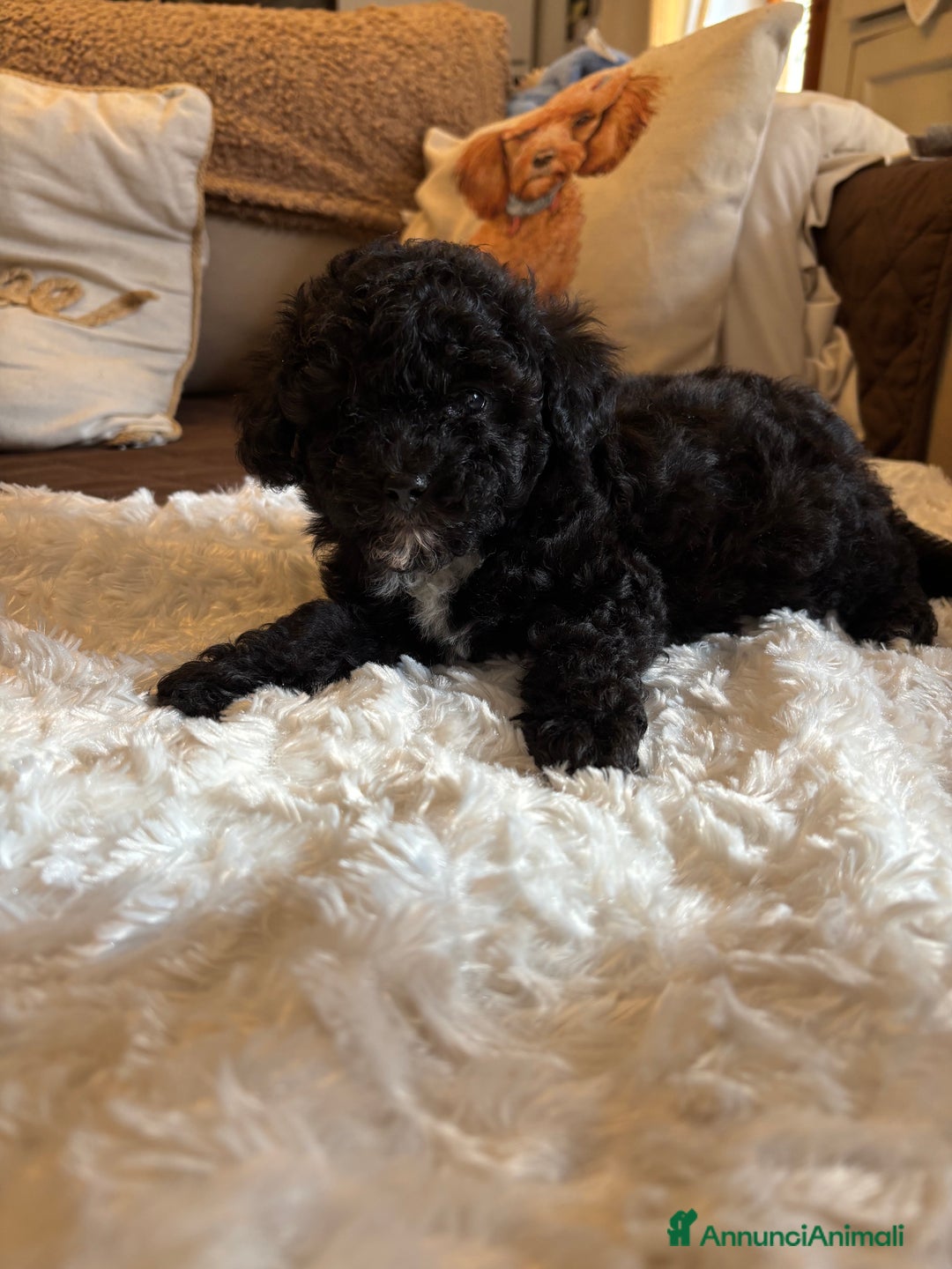 Barboncino Toy cani in vendita: barboncini toy - Annuncio 8