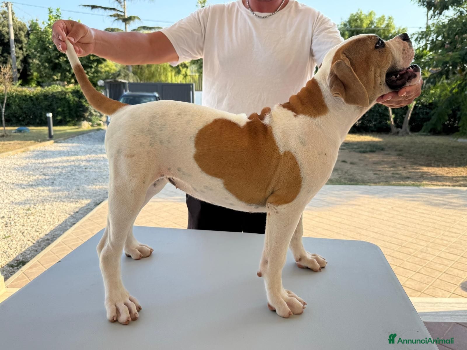 Bulldog cani Cucciolo American bulldog  - Annuncio 2
