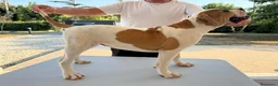 Bulldog cani in vendita: Cucciolo American bulldog  - Annuncio 2