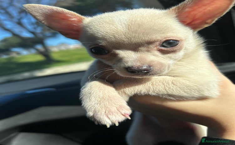 Chihuahua cani - Annuncio 2