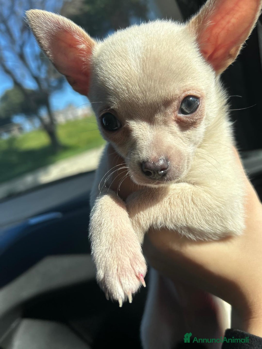 Chihuahua cani per accoppiamento: Chihuahua toy per monta 250€ - Annuncio 1