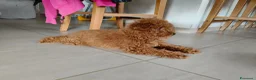 Barboncino cani in vendita: Cucciolo Maschio Barboncino - Annuncio 5