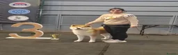 Akita Inu cani in vendita: Cuccioli Akita Inu – disponibili ancora 3 cuccioli - Annuncio 10