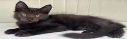 Maine Coon gatti in vendita: Maschietto nero di maine coon (Black Velvet) - Annuncio 21