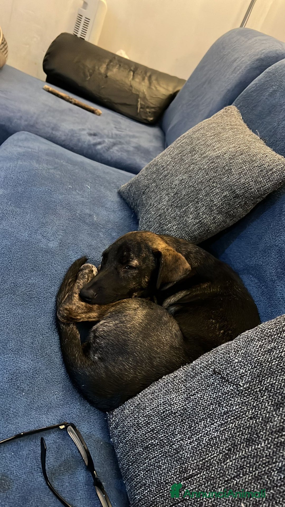 Altre razze cani in regalo: poky  - Annuncio 5