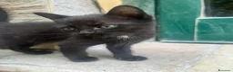 Altre razze gatti in regalo: Regalo gattini - Annuncio 5