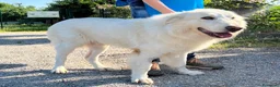 Meticcio cani in regalo: RAMBO MAREMMANO - Annuncio 6