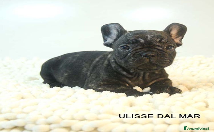 Bulldog Francese cani cuccioli di bouledogue francese - Annuncio 4