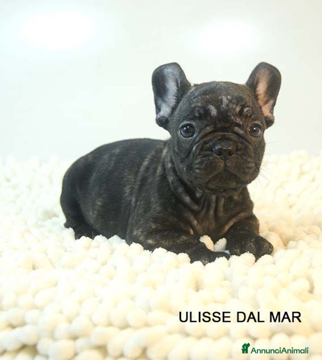 Bulldog Francese cani in vendita: cuccioli di bouledogue francese - Annuncio 1