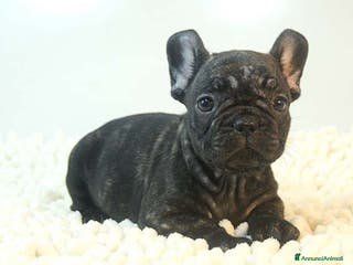 Bulldog Francese cani cuccioli di bouledogue francese - Annuncio 4