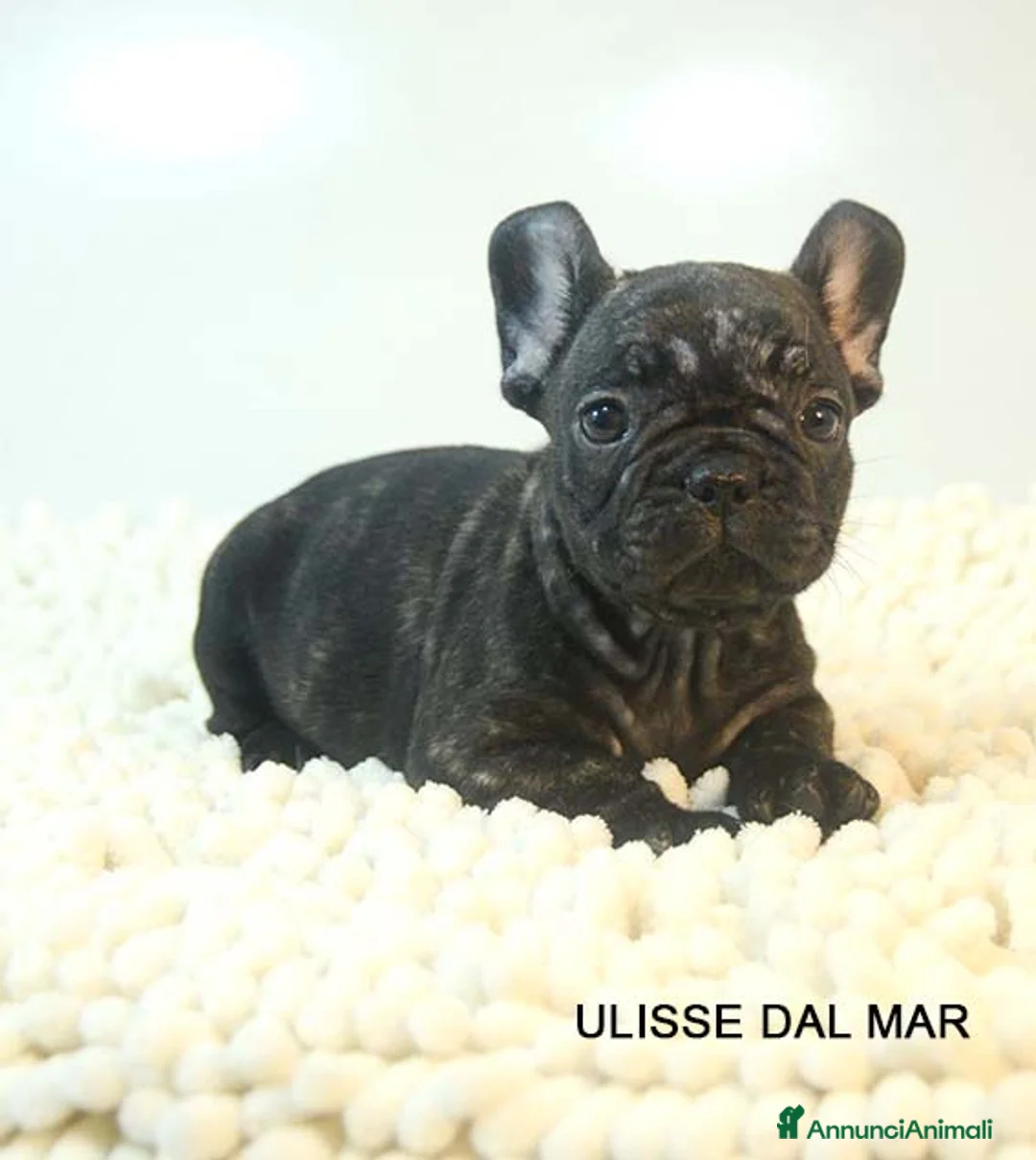 Bulldog Francese cani in vendita: cuccioli di bouledogue francese - Annuncio 1