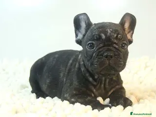 Bulldog Francese cani cuccioli di bouledogue francese - Annuncio 20