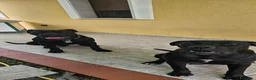 Cane Corso cani in vendita: Cucciola cane corso  - Annuncio 3