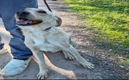 Labrador cani in regalo: Biden, dolcissimo cucciolone simil labrador a Provincia di Latina - Immagine 4
