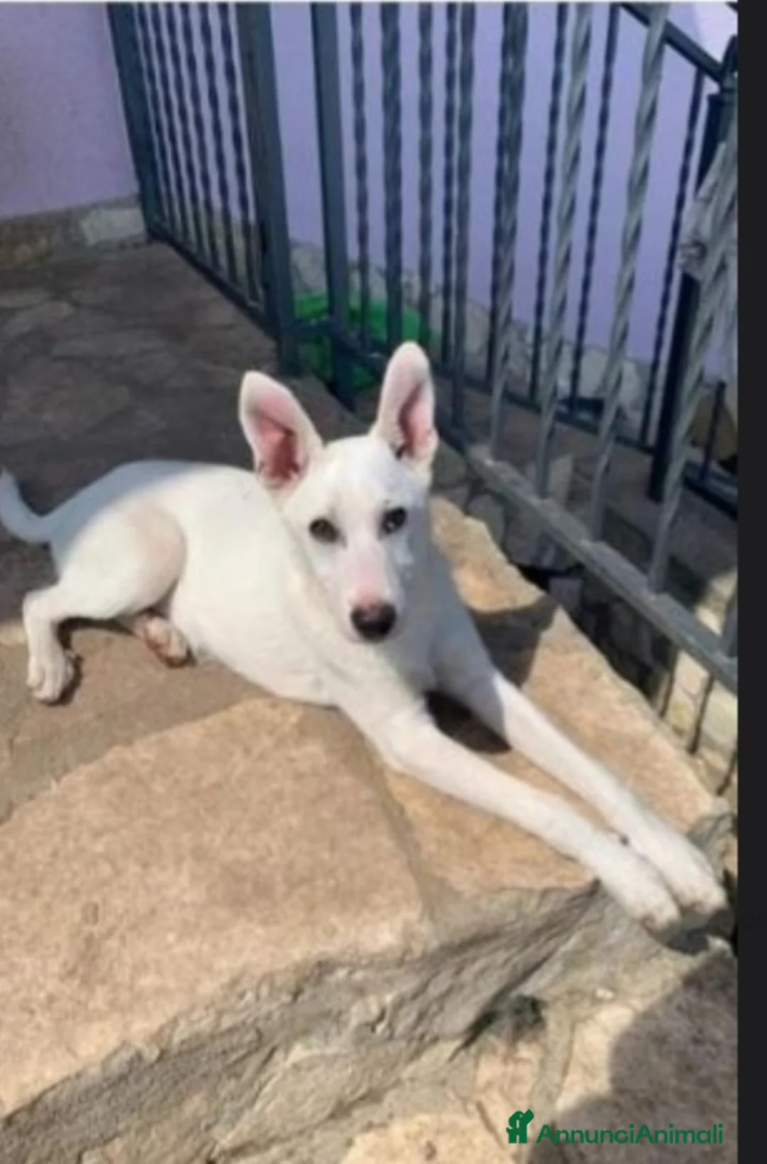 Meticcio cani in regalo: Roy 18mesi,bianco,invisibile, SALERNO SOS CASA a Città metropolitana di Milano - Annuncio 1