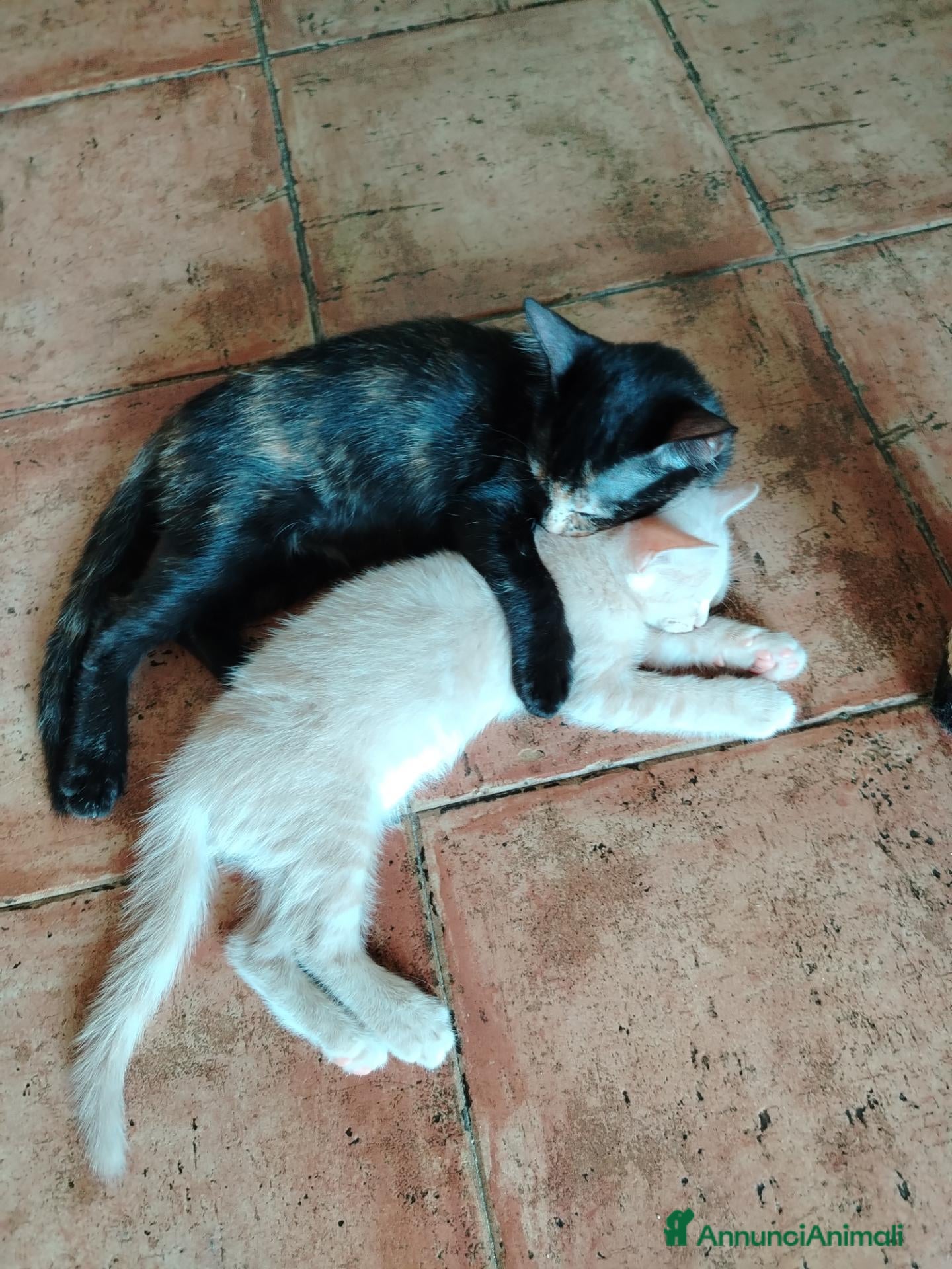Meticcio gatti Regalo gattini di 3-4 mesi e di 1 anno e mezzo  - Annuncio 1