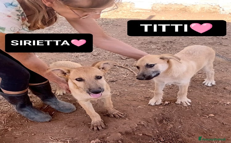 Altre razze cani a Provincia di Bergamo - Annuncio 5