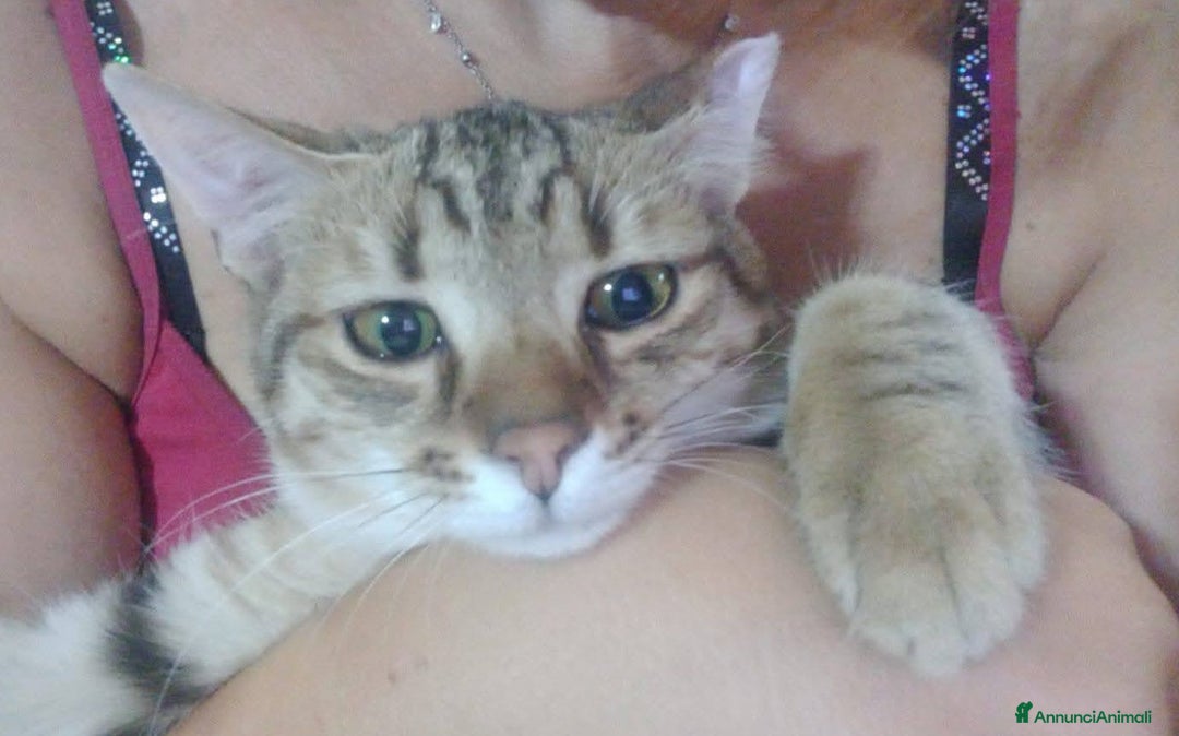 Europeo gatti in regalo: Dolcissimo micino da adottare, STITCH ! - Annuncio 6