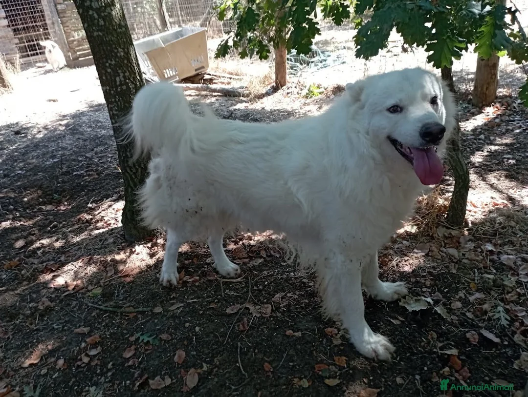 Pastore Svizzero cani in regalo: BUONISSIMO SIMIL PASTORE SVIZZERO 3 ANNI - Annuncio 3