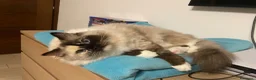 Ragdoll gatti in vendita: Cuccioli Ragdoll con pedigree  - Annuncio 9